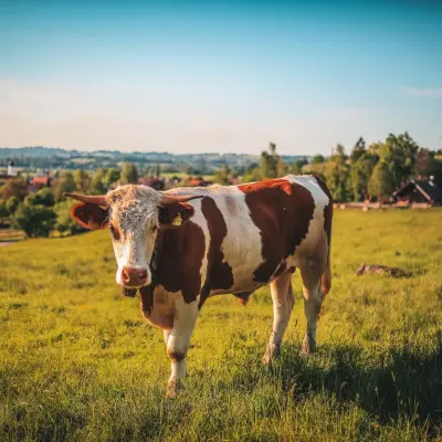 Cow