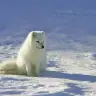 Arctic Fox