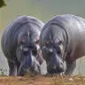 Hippo
