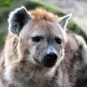 Hyena
