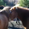 Icelandic Horse