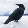 Raven