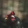 Rooster