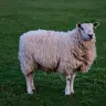 Sheep