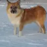 Icelandic Sheepdog