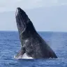 Humpback Whale